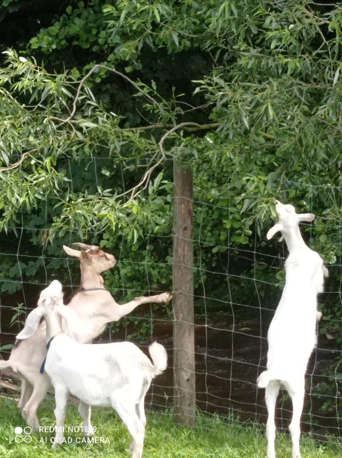 Agroturystyka,, Ranczo Kruszynki" Stronie Śląskie Esterno foto