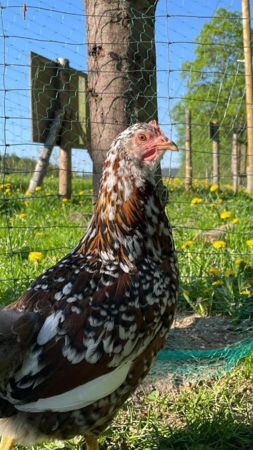 Agroturystyka,, Ranczo Kruszynki" Stronie Śląskie Esterno foto