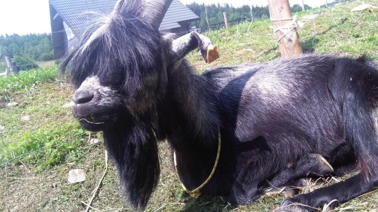 Agroturystyka,, Ranczo Kruszynki" Stronie Śląskie Esterno foto